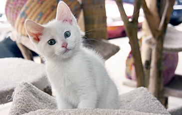 White kitten